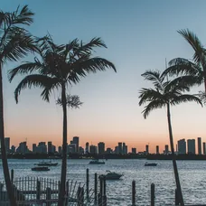 Palm trees along a Florida waterfront